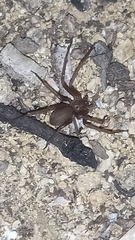 Loxosceles rufescens
