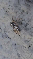 Salticus scenicus