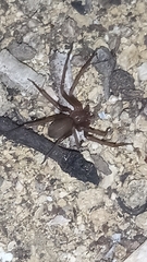 Loxosceles rufescens