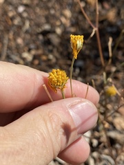Hymenopappus filifolius