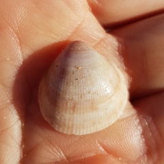 Laevicardium crassum