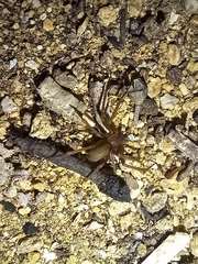 Loxosceles rufescens