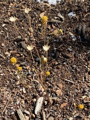 Hymenopappus filifolius