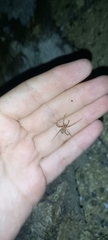 Loxosceles rufescens