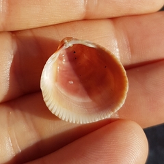 Laevicardium crassum