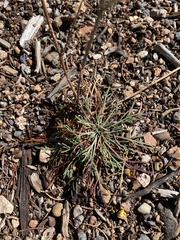 Hymenopappus filifolius