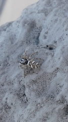 Salticus scenicus