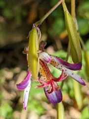 Tricyrtis lasiocarpa