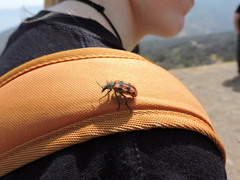 Astylus trifasciatus