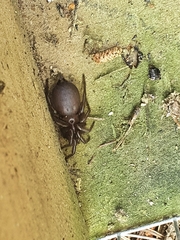 Porrhothele antipodiana