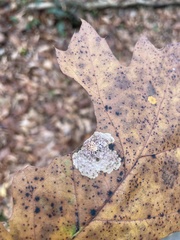 Tischeria quercitella