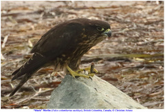 Falco columbarius suckleyi