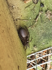 Porrhothele antipodiana