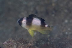Amblypomacentrus breviceps