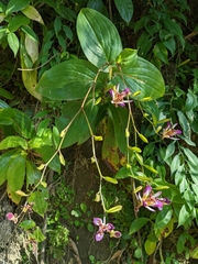Tricyrtis lasiocarpa