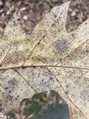 Tischeria quercitella