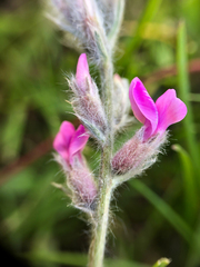 Oxytropis splendens