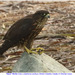Falco columbarius suckleyi - Photo (c) Christian Artuso,  זכויות יוצרים חלקיות (CC BY-NC-ND), הועלה על ידי Christian Artuso