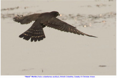 Falco columbarius suckleyi