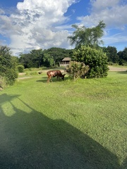 Bos indicus × taurus