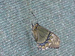 Papilionidae