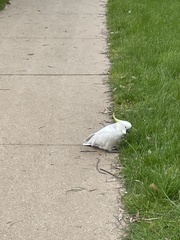 Cacatua galerita galerita