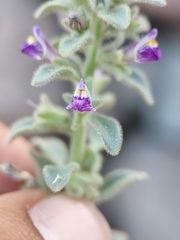 Pseudorontium cyathiferum