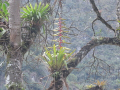 Tillandsia fendleri