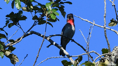 Pachyramphus aglaiae