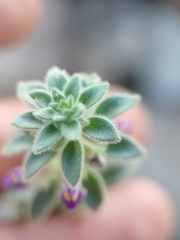 Pseudorontium cyathiferum