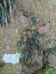 Haplopteris anguste-elongata