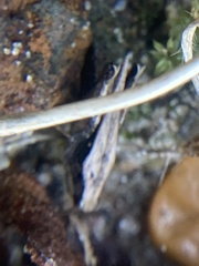 Tettigidea lateralis