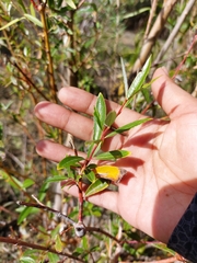 Salix laevigata