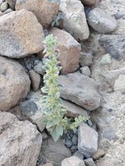 Pseudorontium cyathiferum