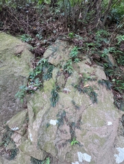 Haplopteris anguste-elongata