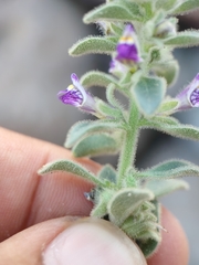 Pseudorontium cyathiferum