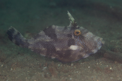 Pseudomonacanthus macrurus