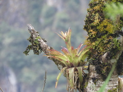 Tillandsia biflora