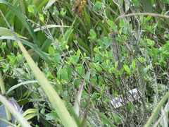 Erythroxylum coca