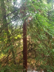 Sequoia sempervirens