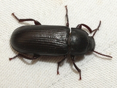 Neatus tenebrioides