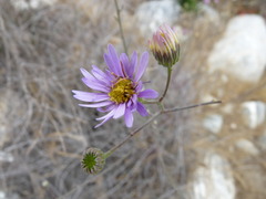 Erigeron foliosus