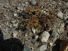 Lastarriaea coriacea