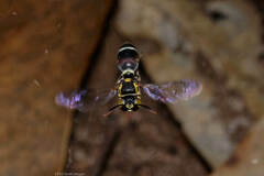 Ammatomus