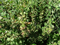 Ribes sanguineum
