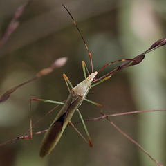 Stenocoris
