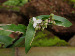 Tripogandra serrulata