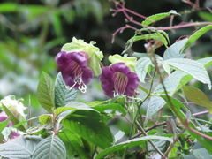 Cobaea scandens