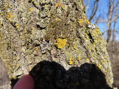 Xanthomendoza ulophyllodes