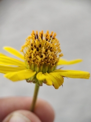 Encelia balandra